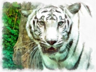 white tiger watercolor style illustration impressionist painting.