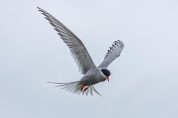Alert Arctic Tern - Sterna paradisaea - in flight