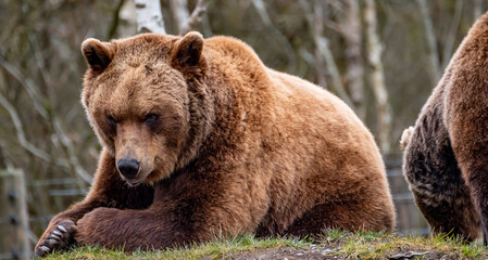 Close up big brown bear in spring forest