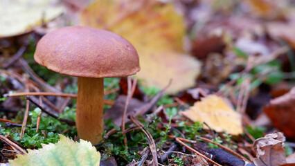 Mushrooms in the forest. Edible mushroom in a pine forest. Close-up photo. Whild Mushrooms outdoors in the forest in autumn