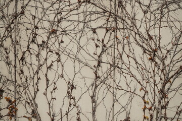 pattern of thin branches on a white wall