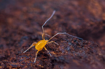 Linopode - linopodes motatorius, a really small creature of mites you can find in the forest