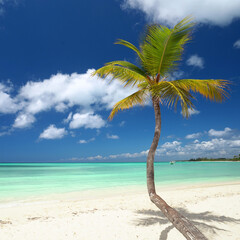 unique coconut palm at the tropical beach