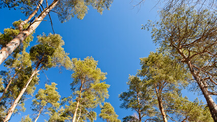 forest background, in the photo a pine forest in spring against a blue sky, bottom view