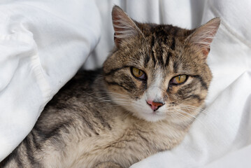 Cat sleeping on a bed
