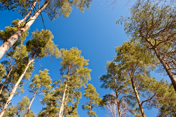 forest background, in the photo a pine forest in spring against a blue sky, bottom view