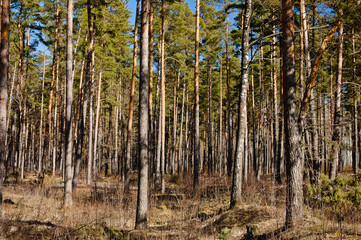 forest landscape, pictured pine forest in spring against a blue sky