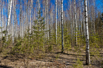 forest landscape, in the photo birch forest in spring against the blue sky