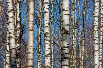 forest background, in the photo a birch forest in spring against a blue sky background