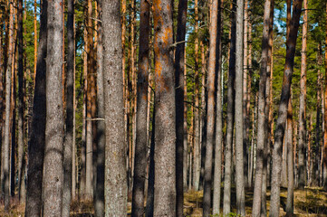 Fototapeta premium forest landscape, pictured pine forest in spring against a blue sky