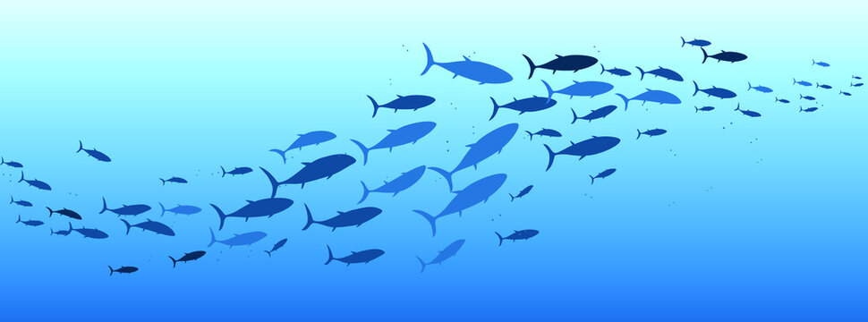 School of fish swimming under water of sea. School tuna fish swims in underwater