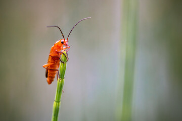 Common red soldier beetle (Rhagonycha fulva) on a stem