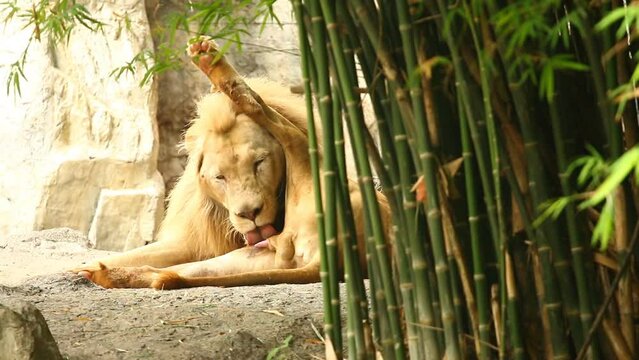 Big male lion is licking himself  , in Chiangmai Thailand.