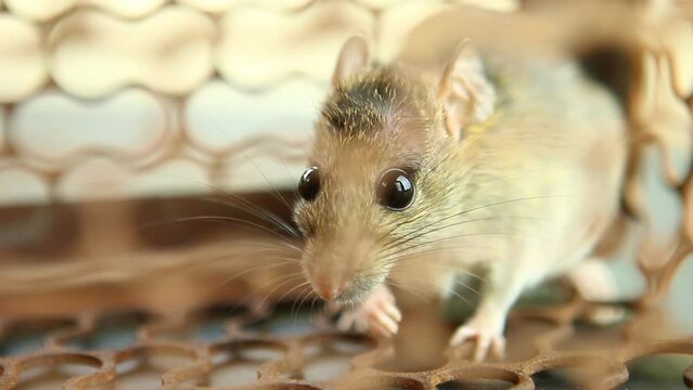 Little mouse  in mousetrap cage, out door  Chiangmai  Thailand