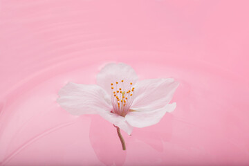Fototapeta na wymiar 桜の背景素材　　スタジオ撮影