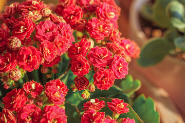 close up of red  flowers 