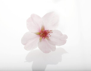 Obraz na płótnie Canvas 桜の背景素材　　スタジオ撮影