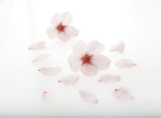 Fototapeta na wymiar 桜の背景素材　　スタジオ撮影