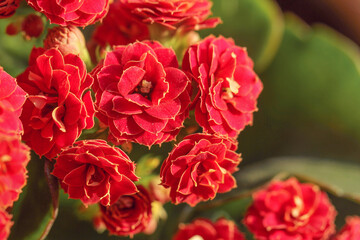 close up of red  flowers 