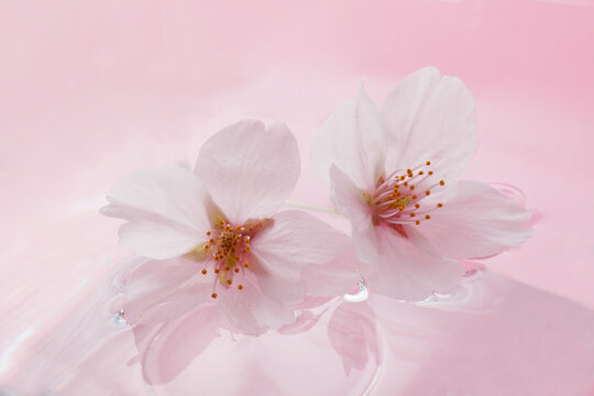 桜の背景素材　　スタジオ撮影