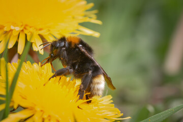 Tree bumblebee (Bombus hypnorum) feeding on a dandelion flower