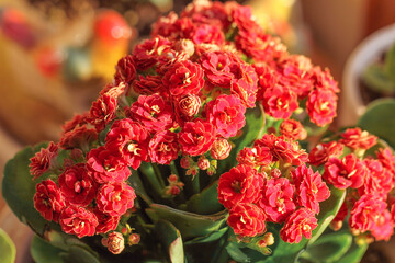 close up of red  flowers 