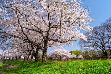 土手の桜並木