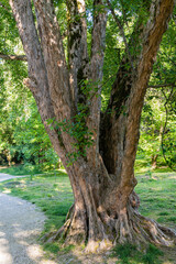 Large multi-stemmed camphor tree (Cinnamomum camphora), common camphor tree or camphor laurel with evergreen leaves. Adler arboretum "Southern Cultures" Siriu. Suck. Natural landscape for design