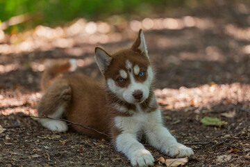 Husky puppy sits on the ground in the forest