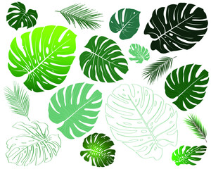 Fototapeta premium Type of plant philodendron, monstera. Elements different botanical foliage green nature botany tropical leaves collection set. Isolated cutout on white background. Vector for summer decoration design.