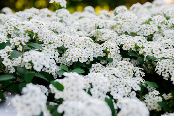 Border of pink cosmos flower in cosmos field in garden with blurry background and soft sunlight for horizontal floral poster. Close up flowers blooming on softness style in spring summer.