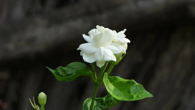 Beautiful -jasmin flower -.mov .