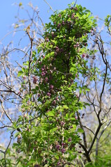 Chocolate vine (Akebia quinata) flowers. Lardizabalaceae vine deciduous shrub. The flowering season is from April to May, and from September to October it produces sweet-scented oval fruits that are e