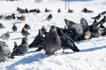 pigeons in the snow in the city in winter