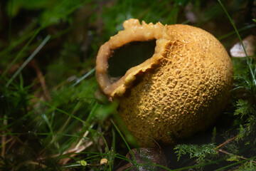 Spreading the spores - a common earthball fungus (Scleroderma citrinum) after splitting to release...
