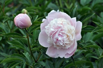 Rosa Pfingstrose