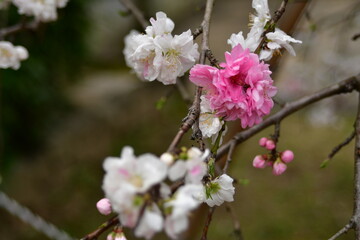 源氏桜