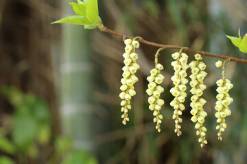 山の自然の中に枝に連なるブドウの房のようなキブシの花のアップ。右寄り