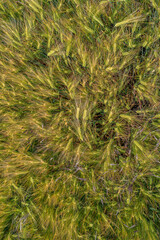 Cover page with beautiful farm landscape with wheat yellow field at warm sunset colors in summer, at sunny day, as background.