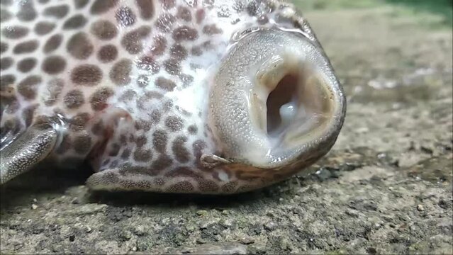 Loricariidae or commeon pleco clean fish close up hd video