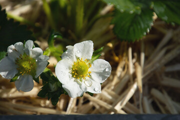 close up of White strawberry flowers with green leaves in late spring with dewdrops