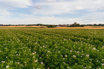 Fototapeta na wymiar Potato flowering of Toten, Norway.