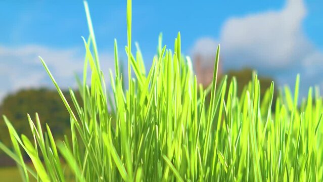 Calm light background on the theme of nature with a close-up of green grass and a blurry landscape with tower and small city house in the background. Template on the theme of life in a small town.