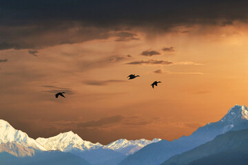 Obraz na płótnie Canvas 夕陽を浴びながら羽ばたく野生のカモの群れ