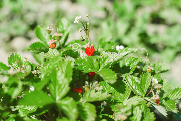 Red strawberry in garden. Blooming berry bush on sunny day outdoors, close-up