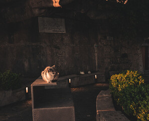 cat at sunset in the city