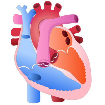 Human heart diagram for biology