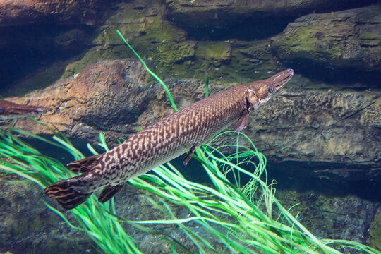 Fish Longnose Gar swims in an aquarium among algae.