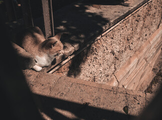 cat at sunset in the city