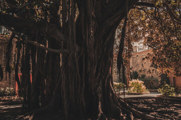 ancient tree in the city
